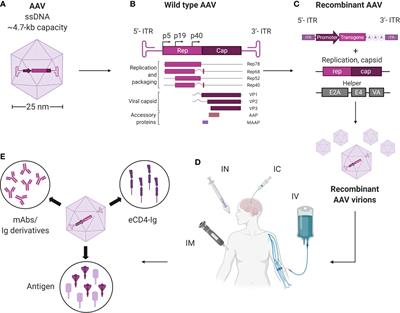 Vectored Immunotherapeutics for Infectious Diseases: Can rAAVs Be The Game Changers for Fighting Transmissible Pathogens?